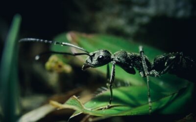 Helping you Unveil the Reasons Behind Uninvited Guests in Your Home and Garden.