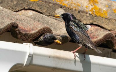 How to Prevent Bird Nests and Lice Infestations this Summer in Cape Town.