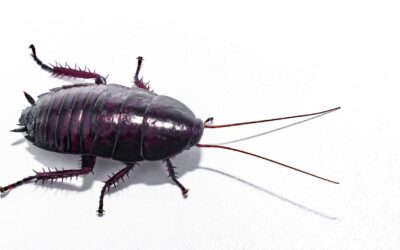 How to Protect Your Cape Town Home from Seasonal Roof Invaders.