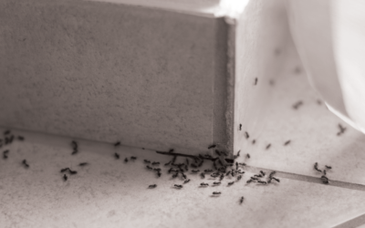 How to Prevent a Seasonal Invasion After Heavy Cape Town Winter Rainfall.